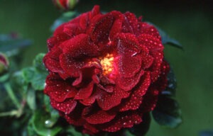 rosa
