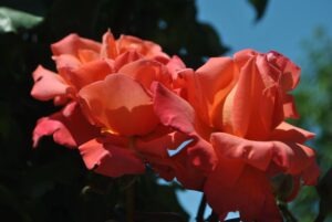 rose1
