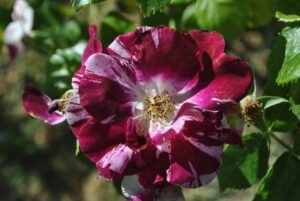 rose4