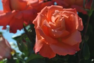 rose5